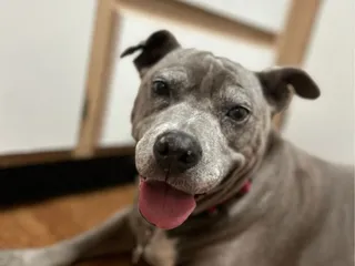 Foothills Animal Clinic