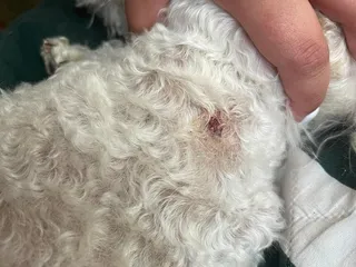 Country Club Animal Clinic