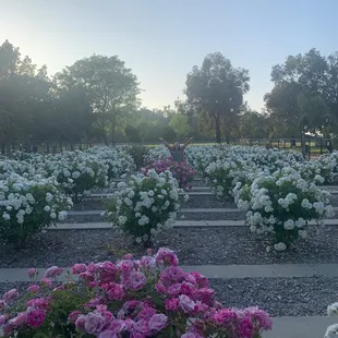 Rows of white and hybrid color roses