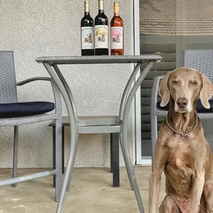 Taste through our portfolio and meet Vegas the Weim!