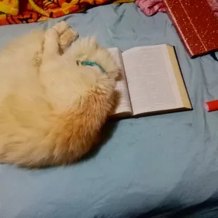 a cat sleeping on a bed with an open book