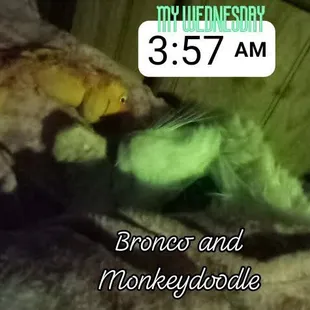 a cat laying on a couch with a stuffed animal