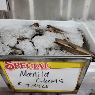 Manila Clams