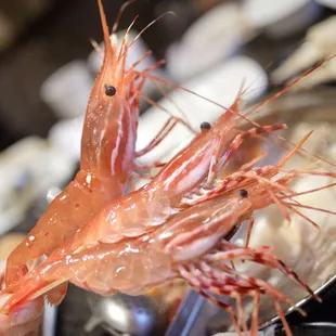 Live huge prawns squirming, impaled
