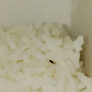 BABY FLY IN RICE!