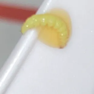 a toothbrush with a toothpaste on it