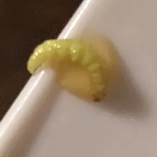 a yellow worm on a white plate