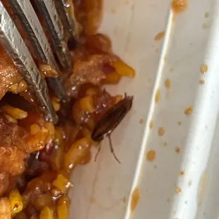 Cockroach in the food