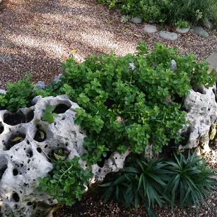 They have plants and statues