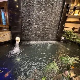 beautiful Koi fish display