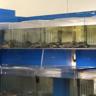 Live Crabs