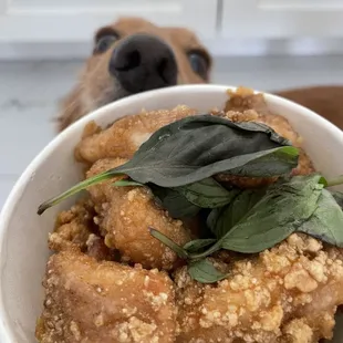 a dog looking up at a bowl of food