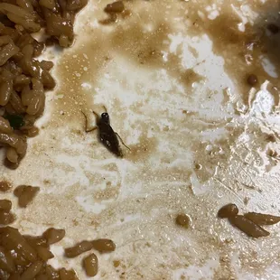 Fried rice, and roach