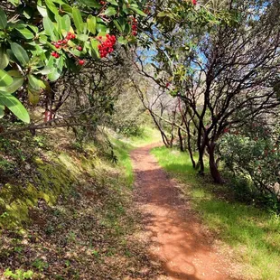 Trail