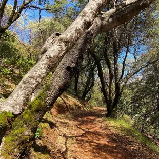 Trail