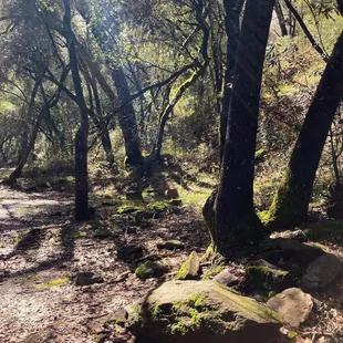 Trail