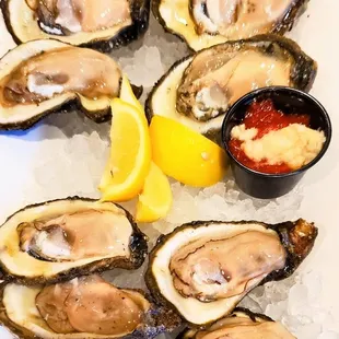 Fresh Oysters