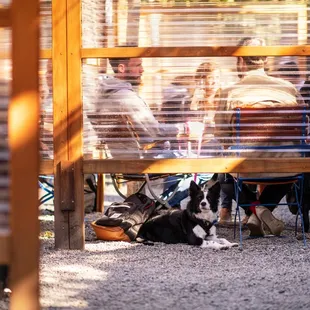 Dog are allowed when kept on a leash.