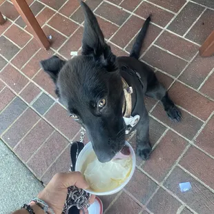 Mack loved the pup cup he gave them!