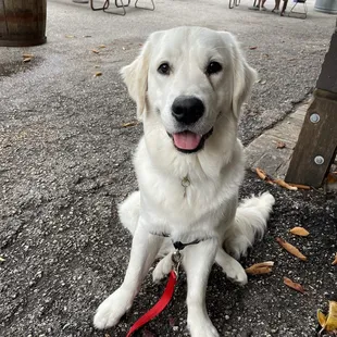 Ham, awaiting   Hand Cut Fries