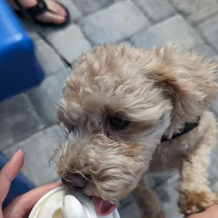 Not a pup cup, but regular vanilla ice cream since they were sold out of the dog cups.