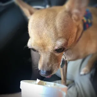 a dog eating from a bowl