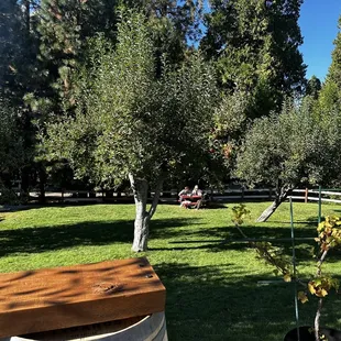  picnic area in the back yard