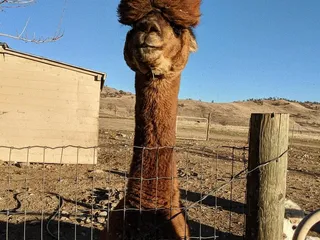 Adorable alpaca