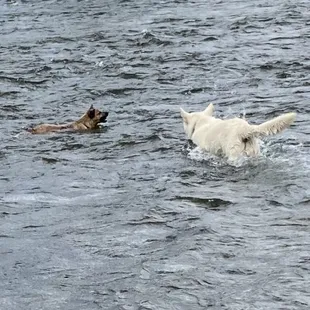 Dogs are at home here on the river