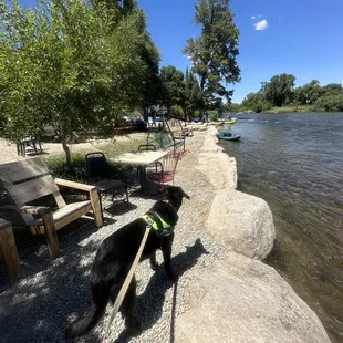 a black dog on a leash by the water
