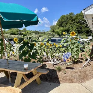 Couple picnic benches outside shop to enjoy beautiful sunflower garden, plenty of lot parking in uncrowded less busy location