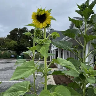 a sunflower in a parking lot