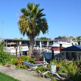 Driftwood Marina