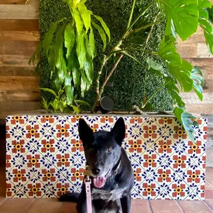 Ninja waiting in the front entrance.