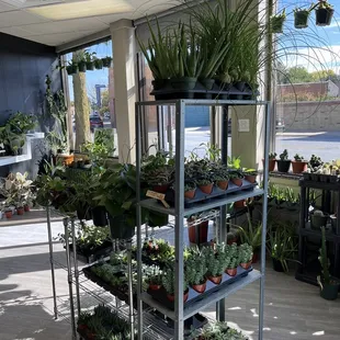 Small starters, something for every budget