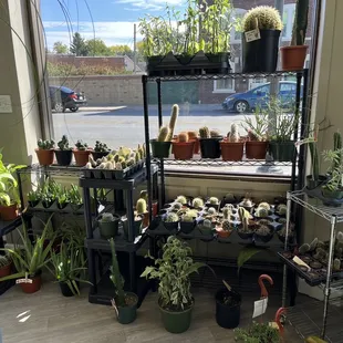 Succulent selection doesn't suck!