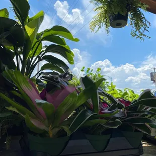 Bromeliads and blue sky...