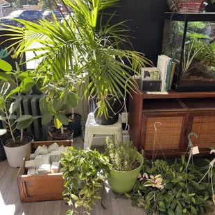 Beautiful plants at Drips