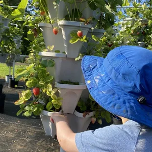 U-pick strawberry season is upon us!