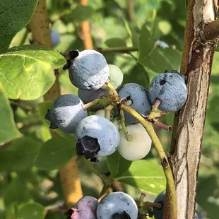 blueberries growing on a tree