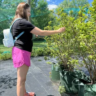 Picking blueberries