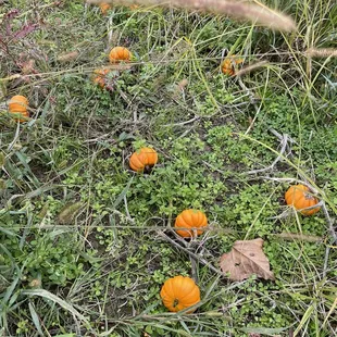 They even have mini pumpkins you can pick off the vine