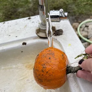 Pumpkin cleaning area to get the mud off the pumpkins sitting in the field.