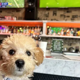 a small dog sitting in front of a television