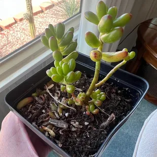 One of the three jelly bean sedums I purchased. Taken back at my parents&apos; house, hence the different background.