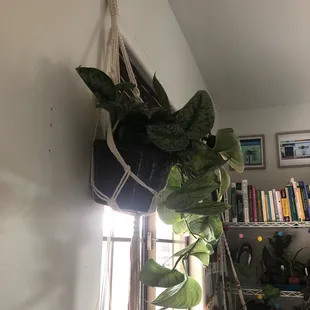 Satin Pothos