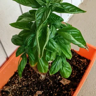 New basil plant!