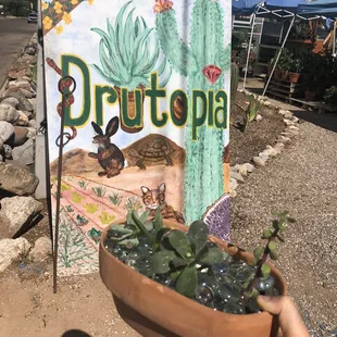 Beautiful succulents from Drutopia!