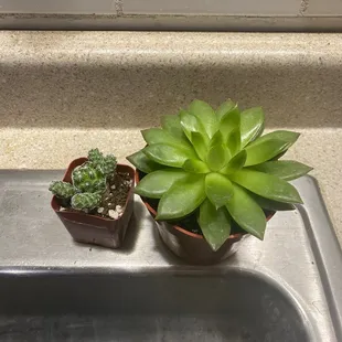 Succulent and cactus from Drutopia. Still I&apos;m the pot I purchased them in and doing great after almost 2 months