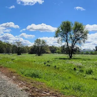 Beautiful day to go walking on the trail.